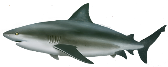 Real Shark Aquatic Pic Free Download PNG HQ PNG Image