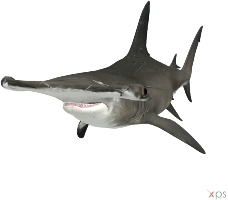 Real Shark Aquatic Free Clipart HQ PNG Image