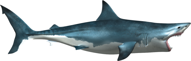Blue Real Shark Pic Download HD PNG Image