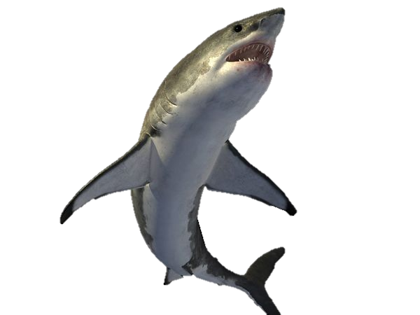 Real Shark Download Free Image PNG Image