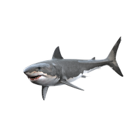 Download Shark Free PNG photo images and clipart | FreePNGimg