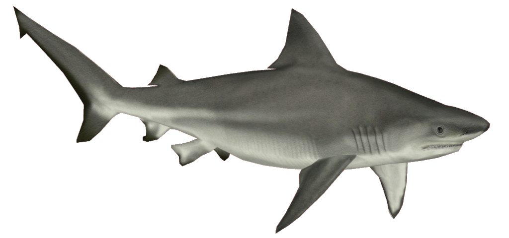 Real Shark Pic PNG Download Free PNG Image
