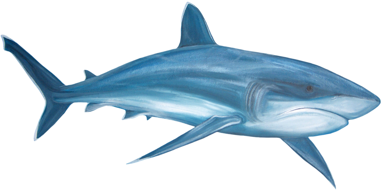 Real Shark Free Transparent Image HD PNG Image