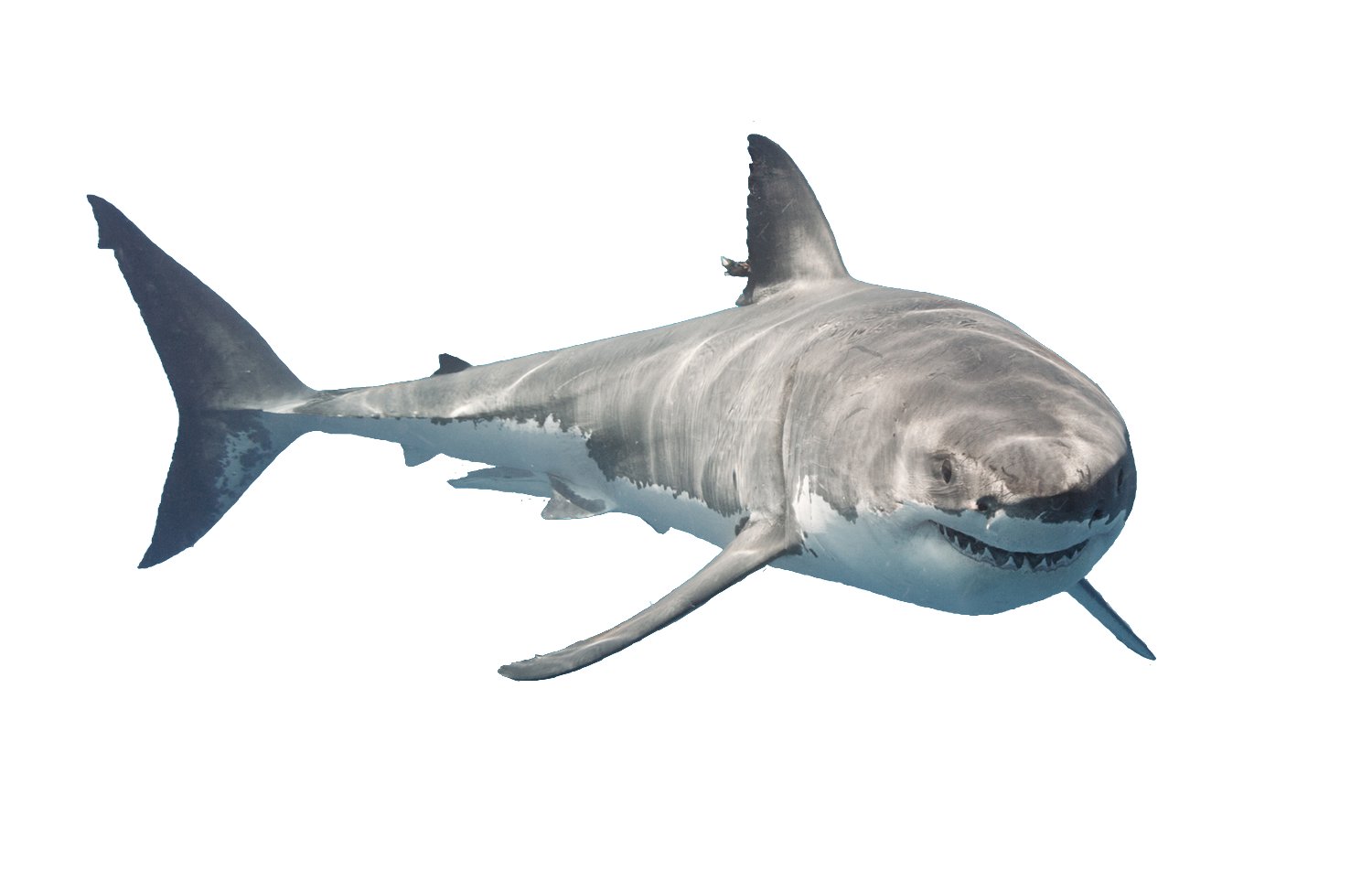 Real Whale Shark Free Transparent Image HQ PNG Image