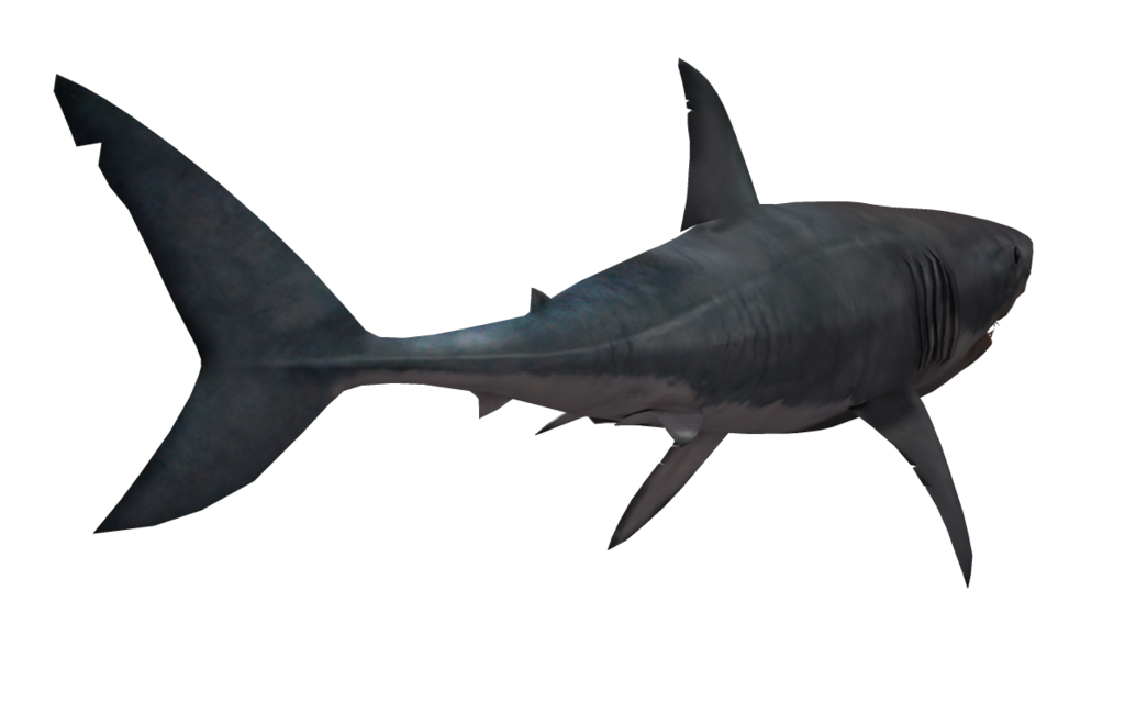 Real Whale Shark PNG File HD PNG Image