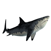 Download Shark Free PNG photo images and clipart | FreePNGImg