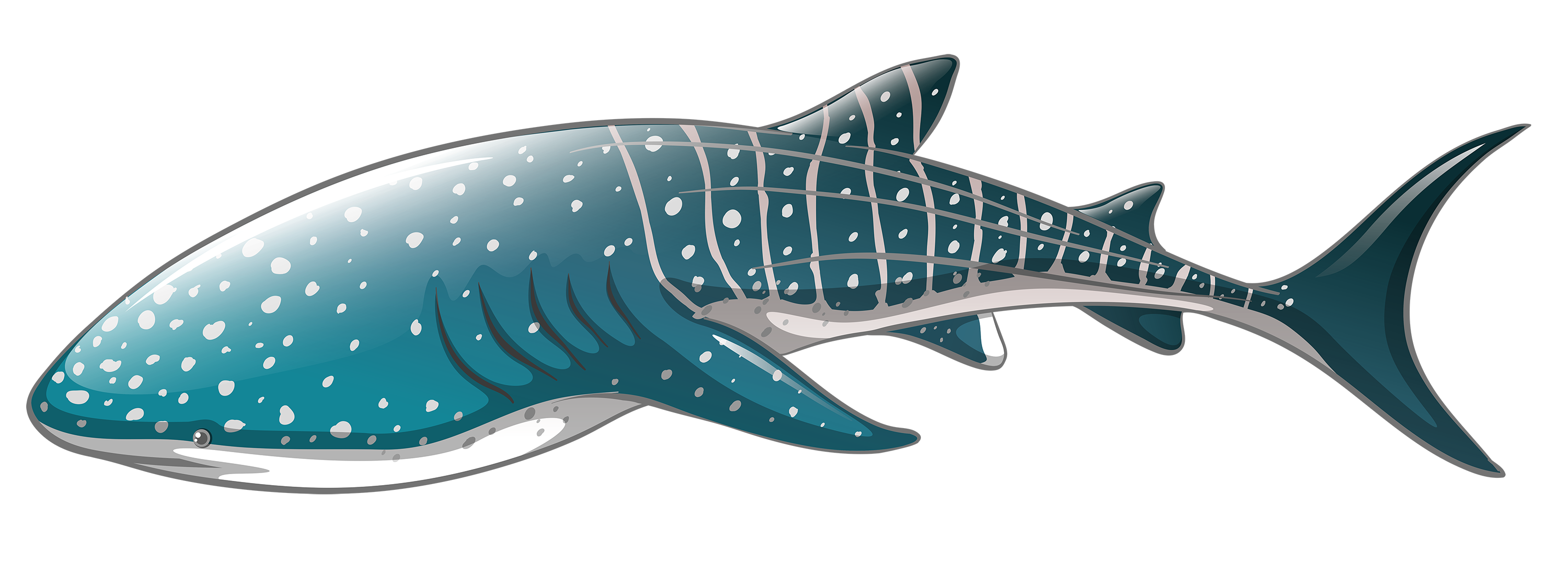 Real Whale Pic Shark PNG Free Photo PNG Image