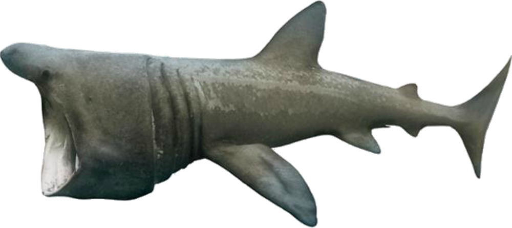 Real Wildlife Shark Download HD PNG Image