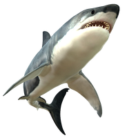 Download Shark Free PNG photo images and clipart | FreePNGImg