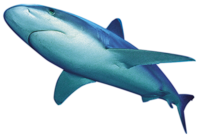 Shark File PNG Image