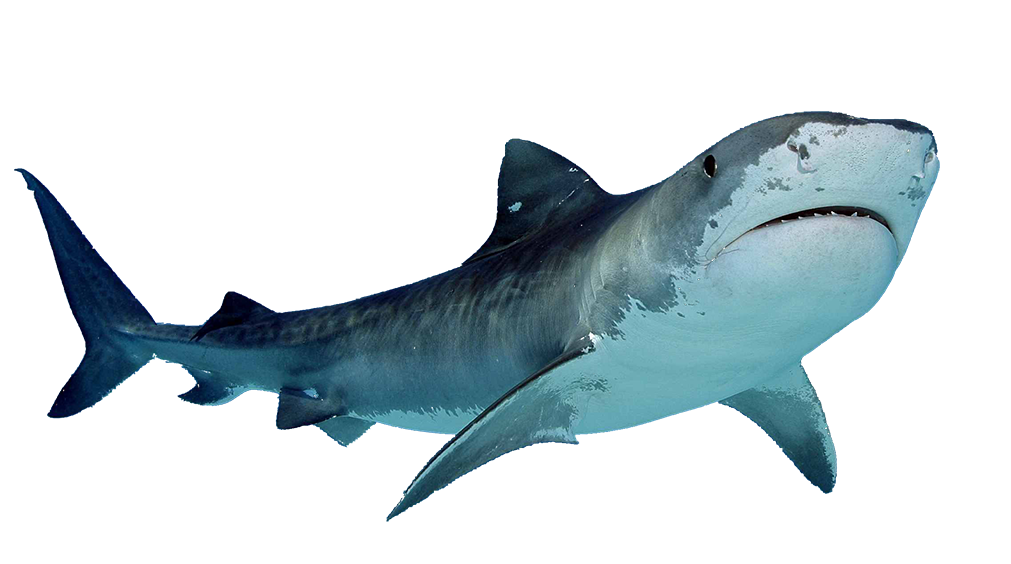 Shark Free Download PNG Image