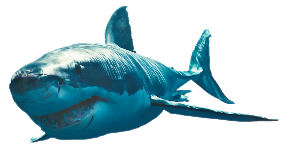 Shark Clipart PNG Image