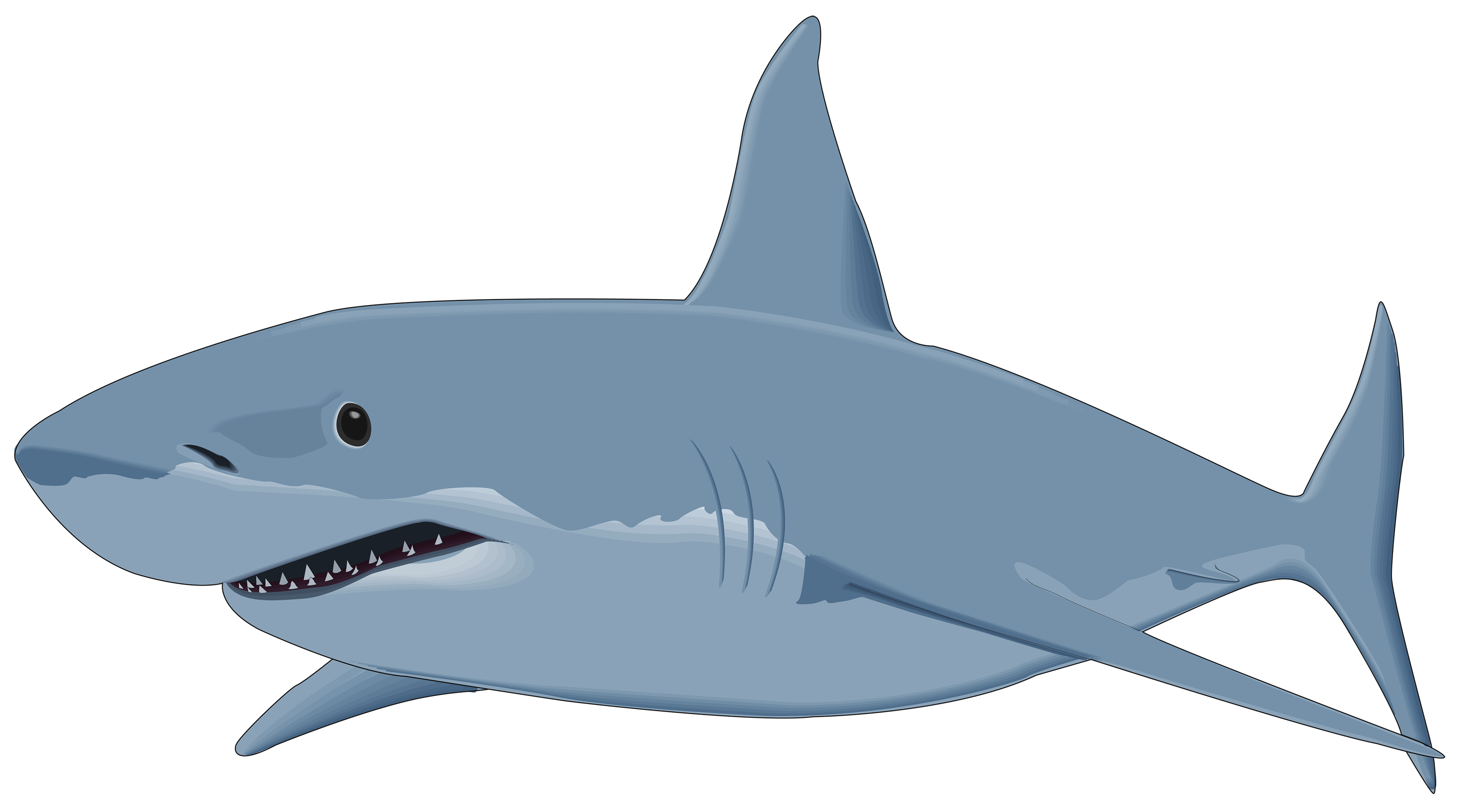 Shark Transparent PNG Image