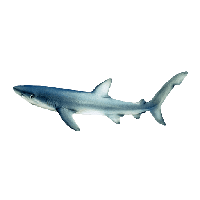 Shark PNG