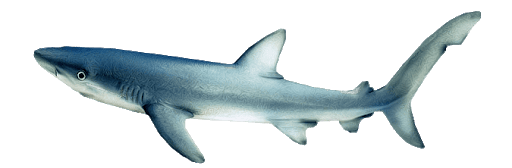 Shark Transparent PNG Image