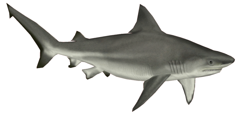 Shark Transparent PNG Image