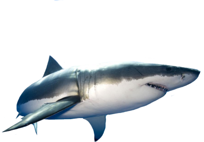 Shark Transparent PNG Image