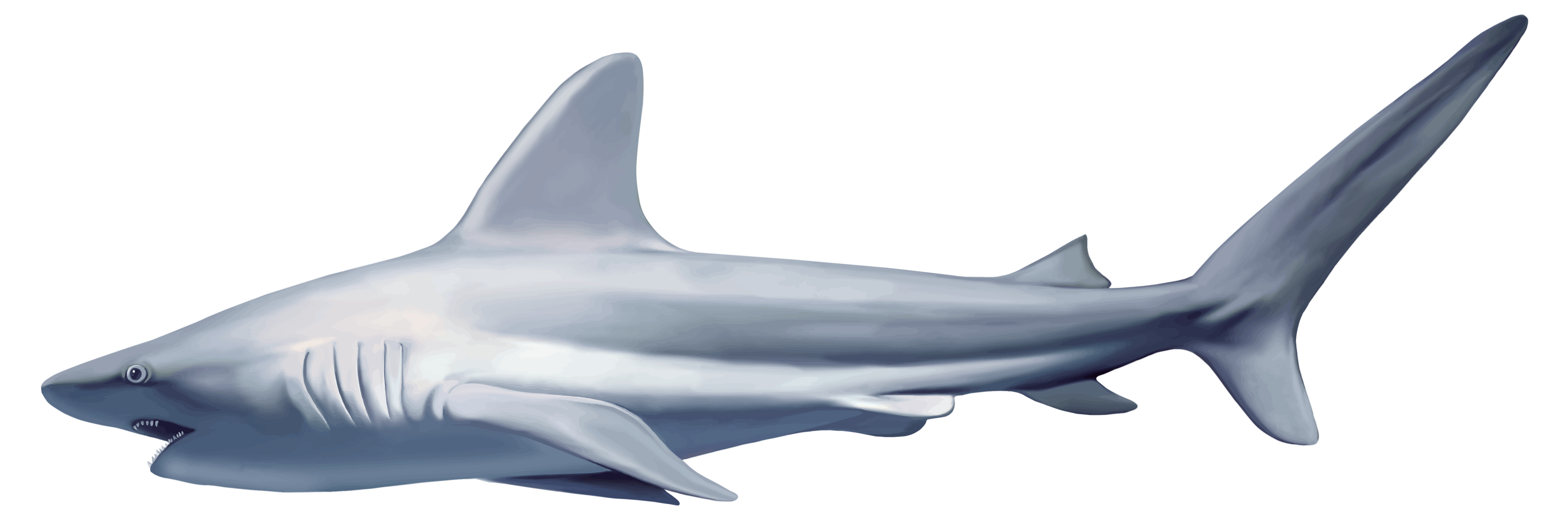 Shark Transparent PNG Image