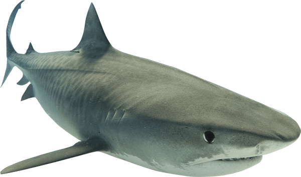Shark Transparent PNG Image