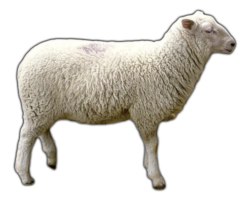 Sheep Png PNG Image