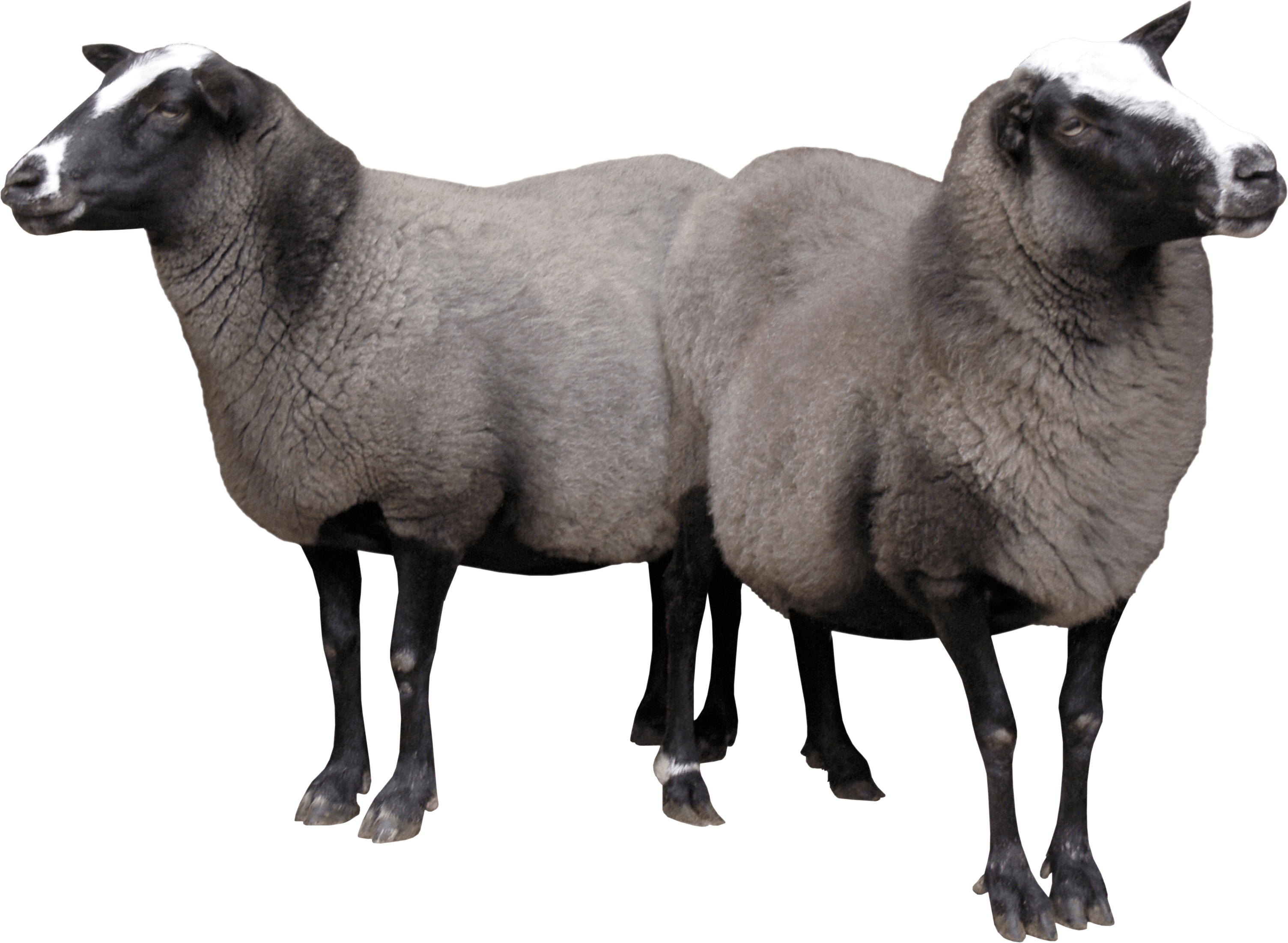 Two Sheeps Png Image PNG Image