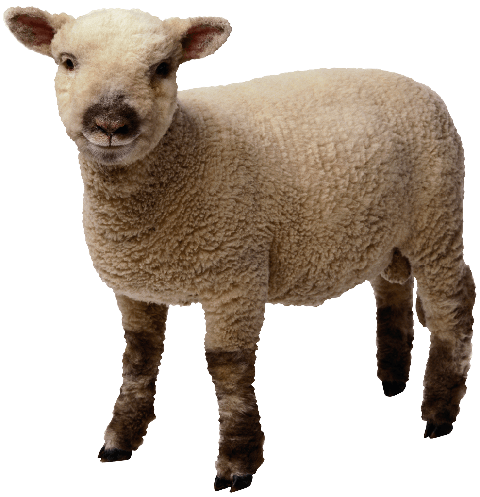 Sheep Png Image Transparent PNG Image