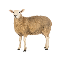 Sheep Png Pic Transparent PNG Image