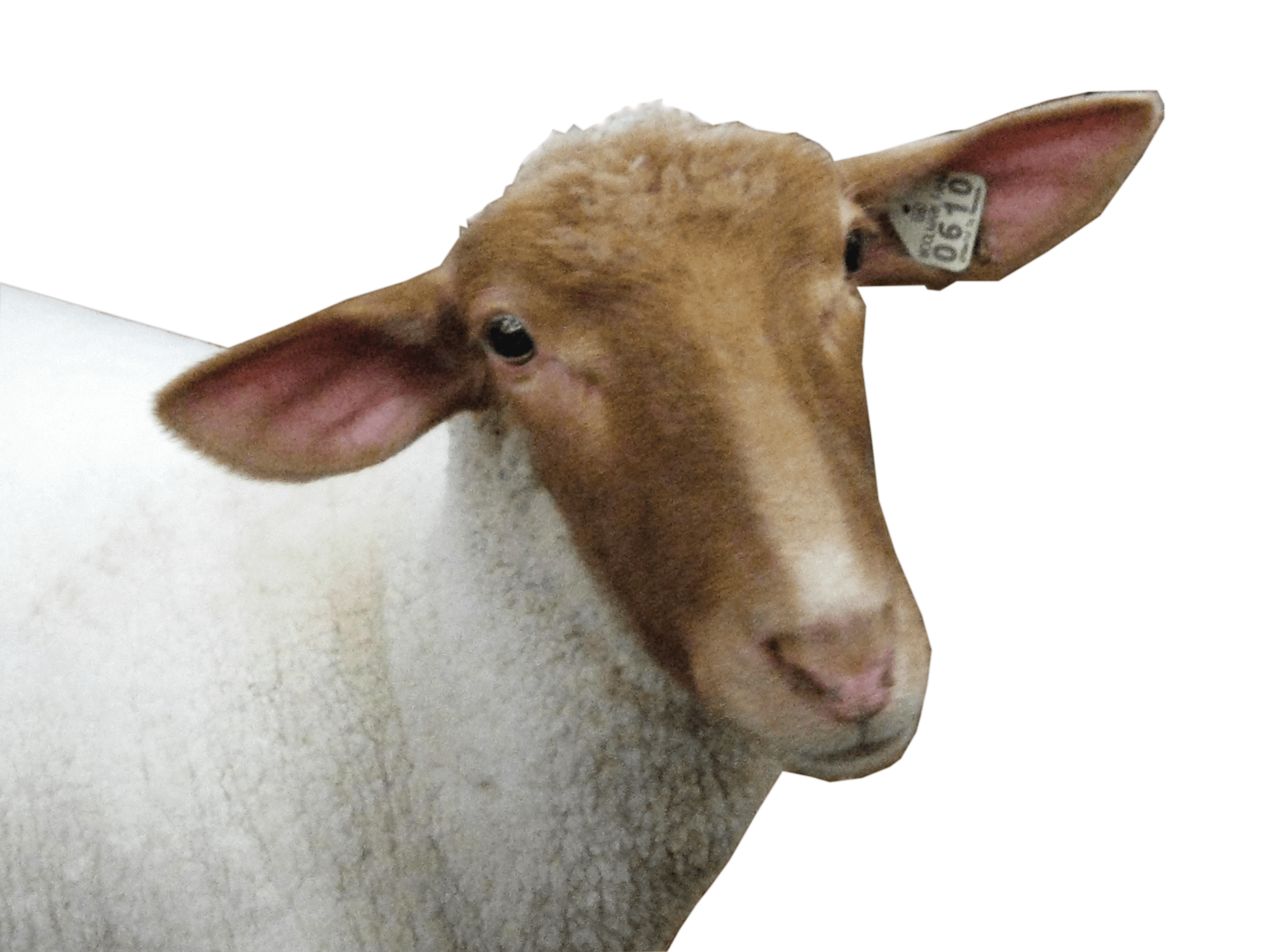 Sheep Head Png Image PNG Image
