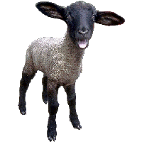Sheep Png Image