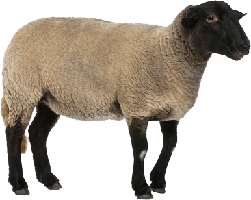 Sheep Png Image PNG Image