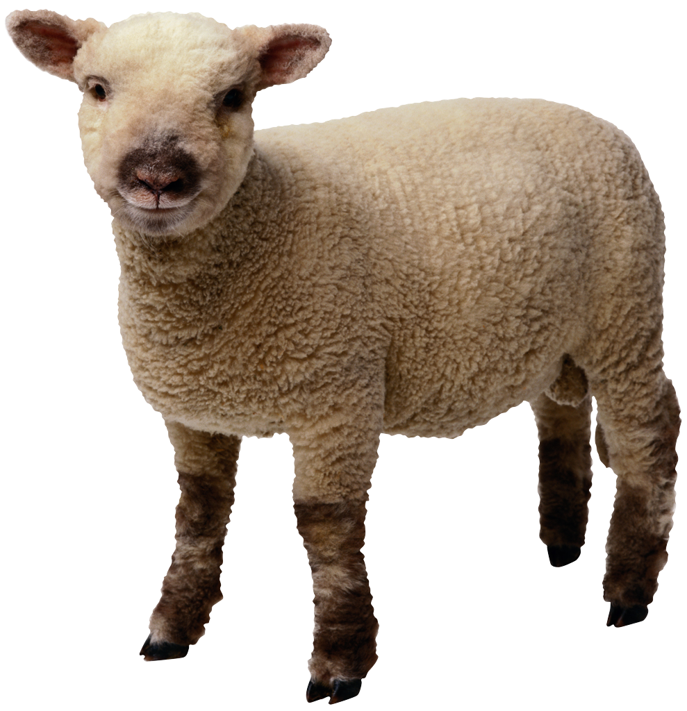 Sheep Transparent PNG Image