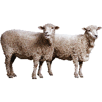 Sheep Png Image