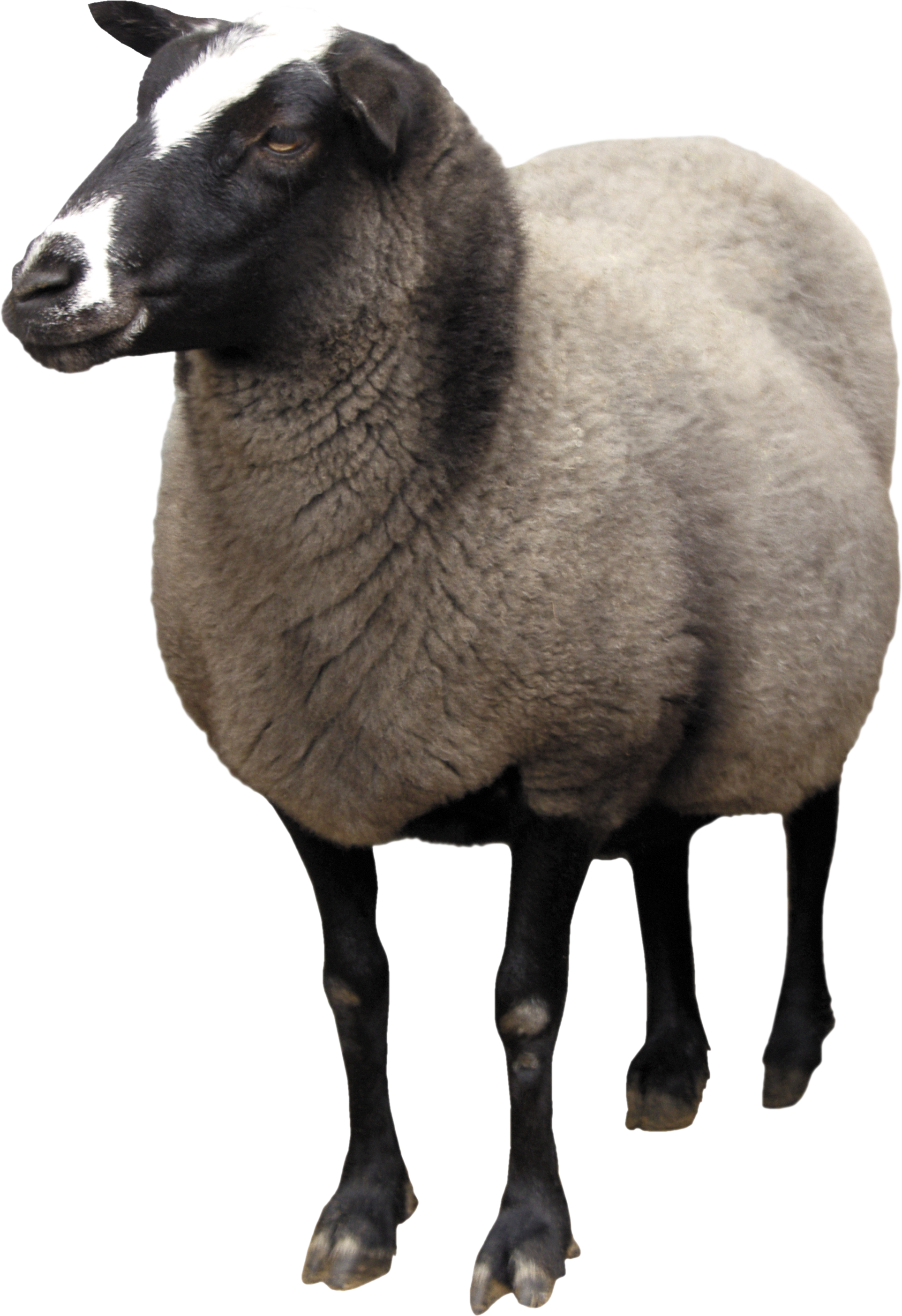 download-sheep-png-picture-hq-png-image-freepngimg