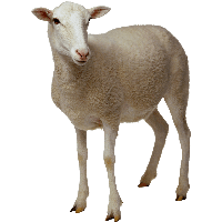 Sheep Png Image