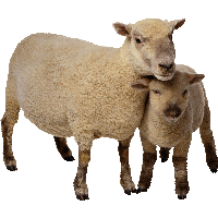 Sheep Png Image