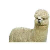 Farm Sheep Huacaya Alpaca Fiber Free Clipart HQ PNG