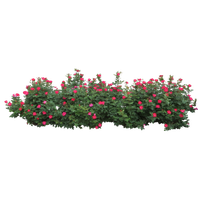 Download Shrub Bushes Free PNG photo images and clipart | FreePNGImg