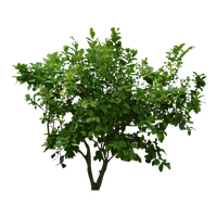 Download Shrub Bushes Free PNG photo images and clipart | FreePNGImg