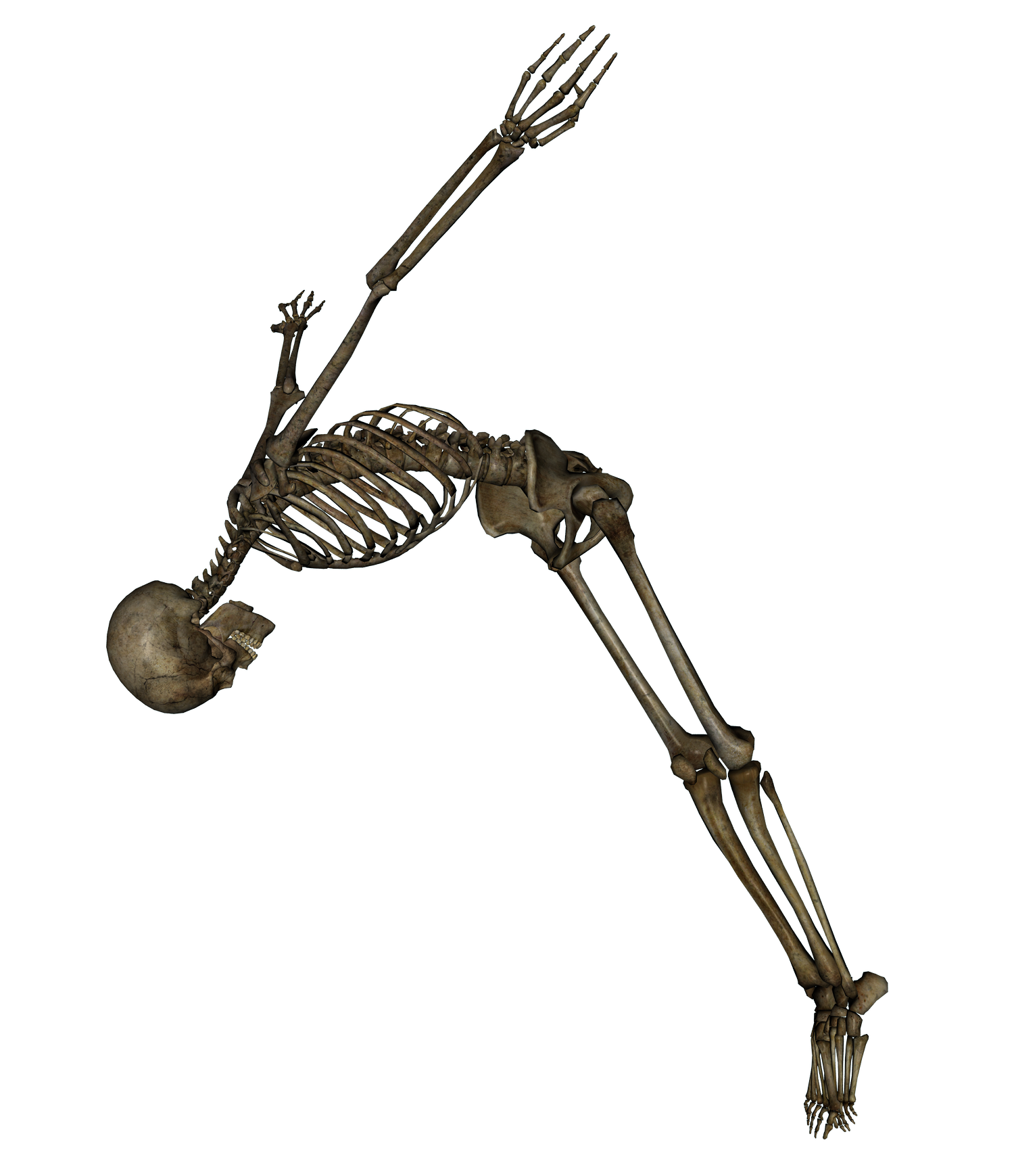 Skeleton Png Image PNG Image
