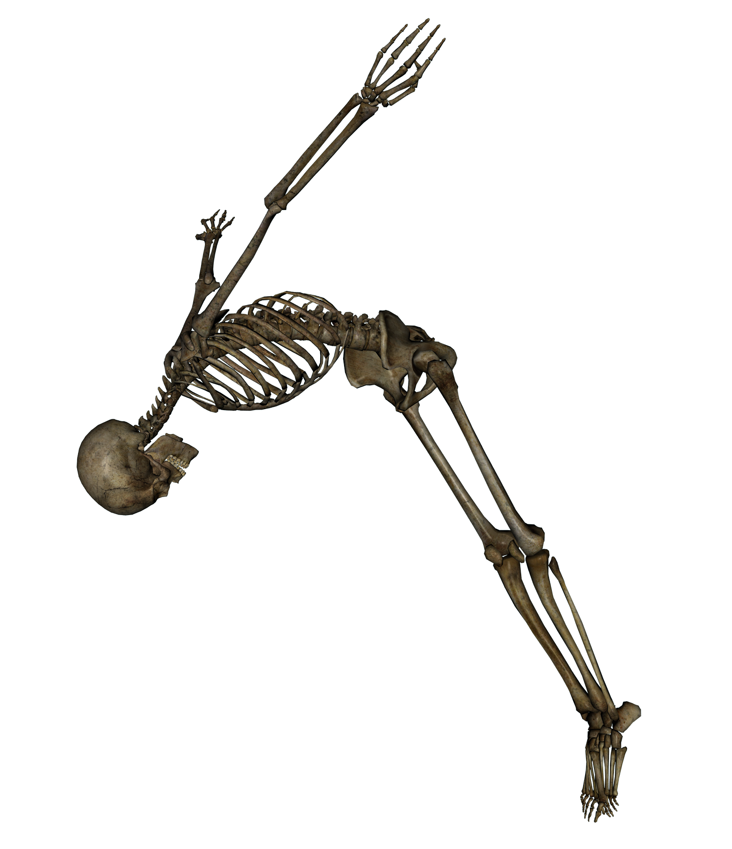 Skeleton png. Скелет. Скелет человека. Скелет на белом фоне. Скелет на прозрачном фоне.