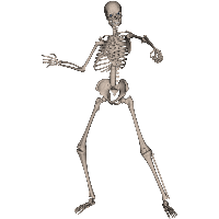 Skeleton Png Image PNG
