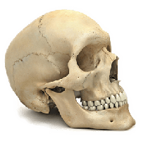 Skull Png Image PNG