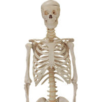 Skeleton Free Png Image Transparent PNG Image
