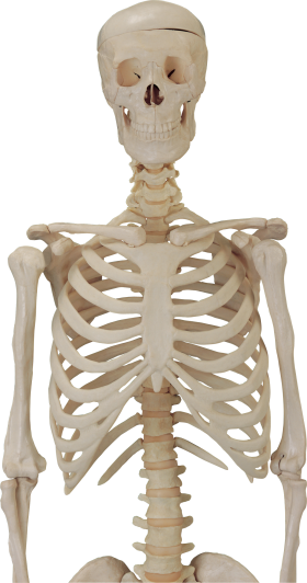 Skeleton Free Png Image PNG Image