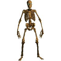 Download Skeleton Free PNG photo images and clipart | FreePNGImg