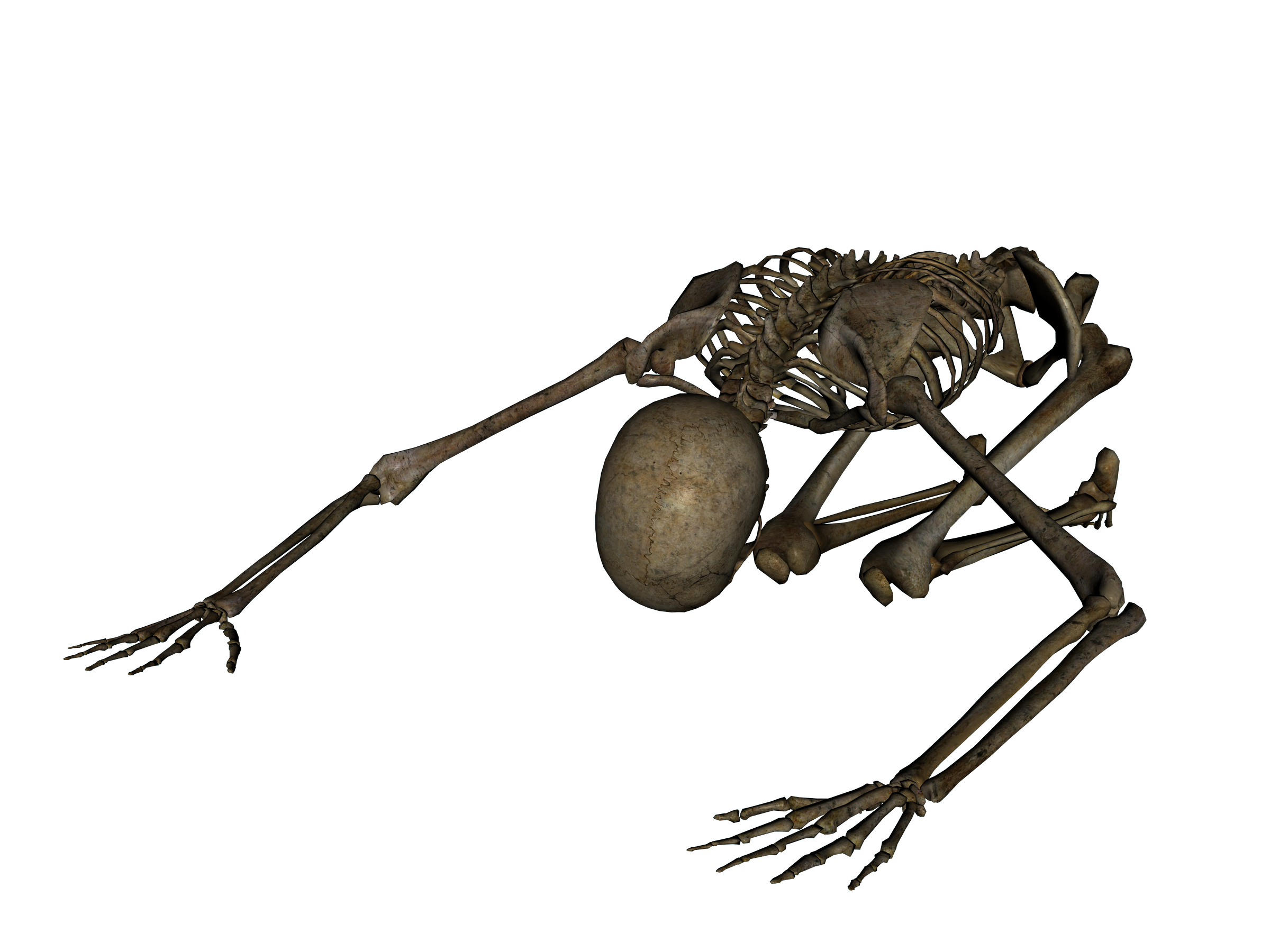 Skeleton Transparent PNG Image