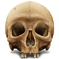 Skull Png Image PNG