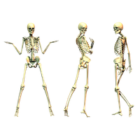 Skeleton Png File Transparent PNG Image