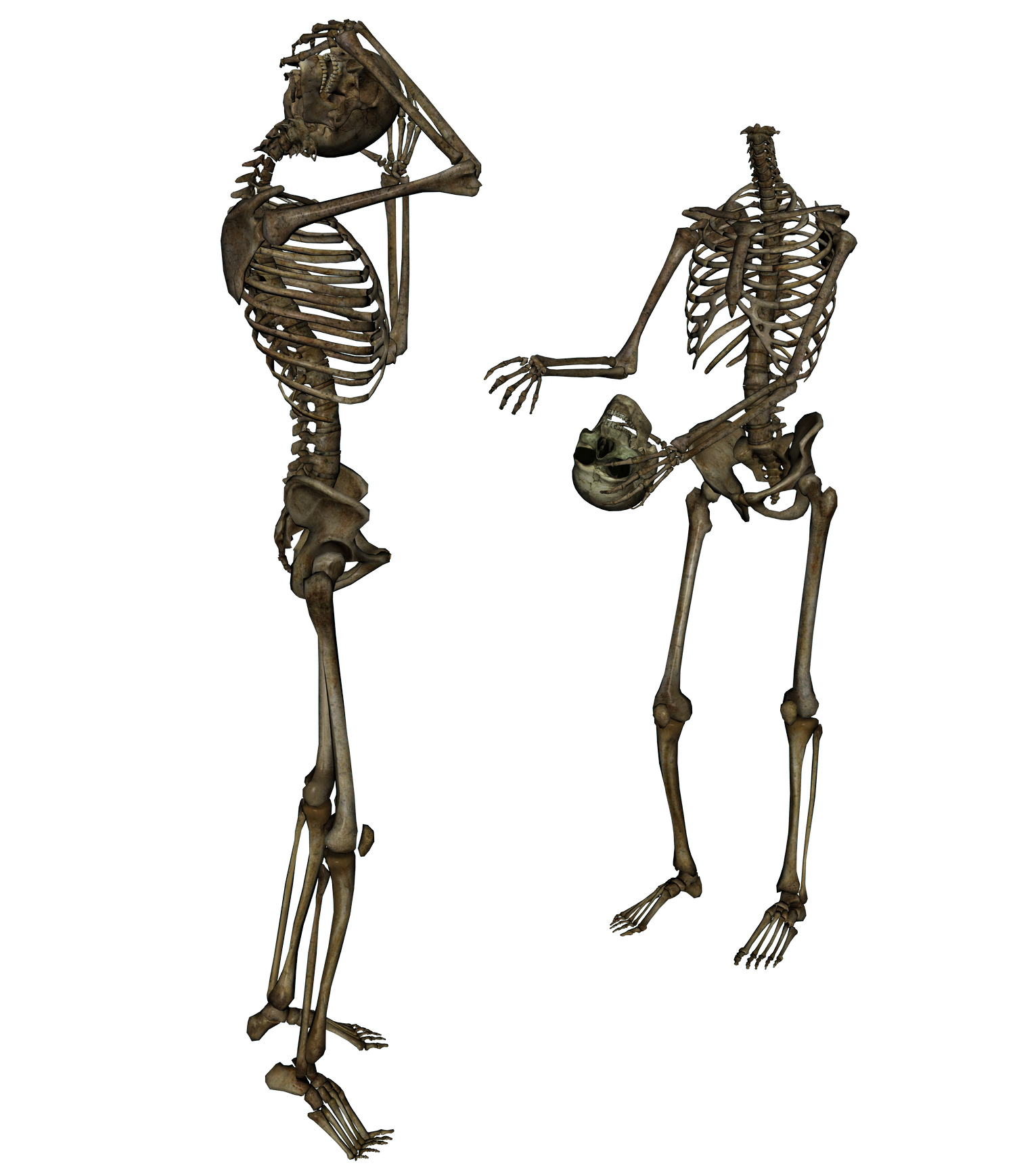 Skeleton Png PNG Image
