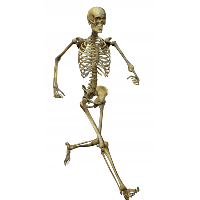 Skull Png Image Transparent HQ PNG Download | FreePNGImg